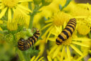 Biological - the introduction, or encouragement of parasites or predators of a pest species, like cinnabar moth to control Tansy Ragwort