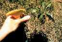 Chemical - the targeted, timed, and responsible use of herbicides