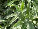 piece county noxious weeds bugloss