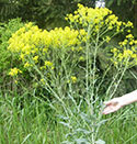 dyers woad weed problem in WA state
