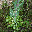 dyers Woad is a noxious weed in pierce county, wa