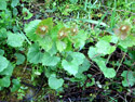 garlic mustard is a noxious weed in pierce county, Washington state
