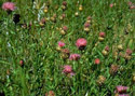 meadow knapweed