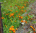 orange hawkweed noxious weed