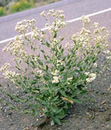 perennial pepperweed