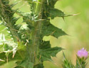 slenderflower thistle