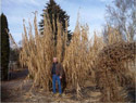 Giant Reed
