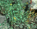 austrian fieldcress pierce county weed
