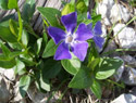 Large Periwinkle